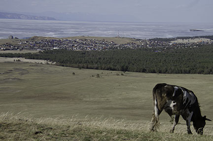 cow and village blog