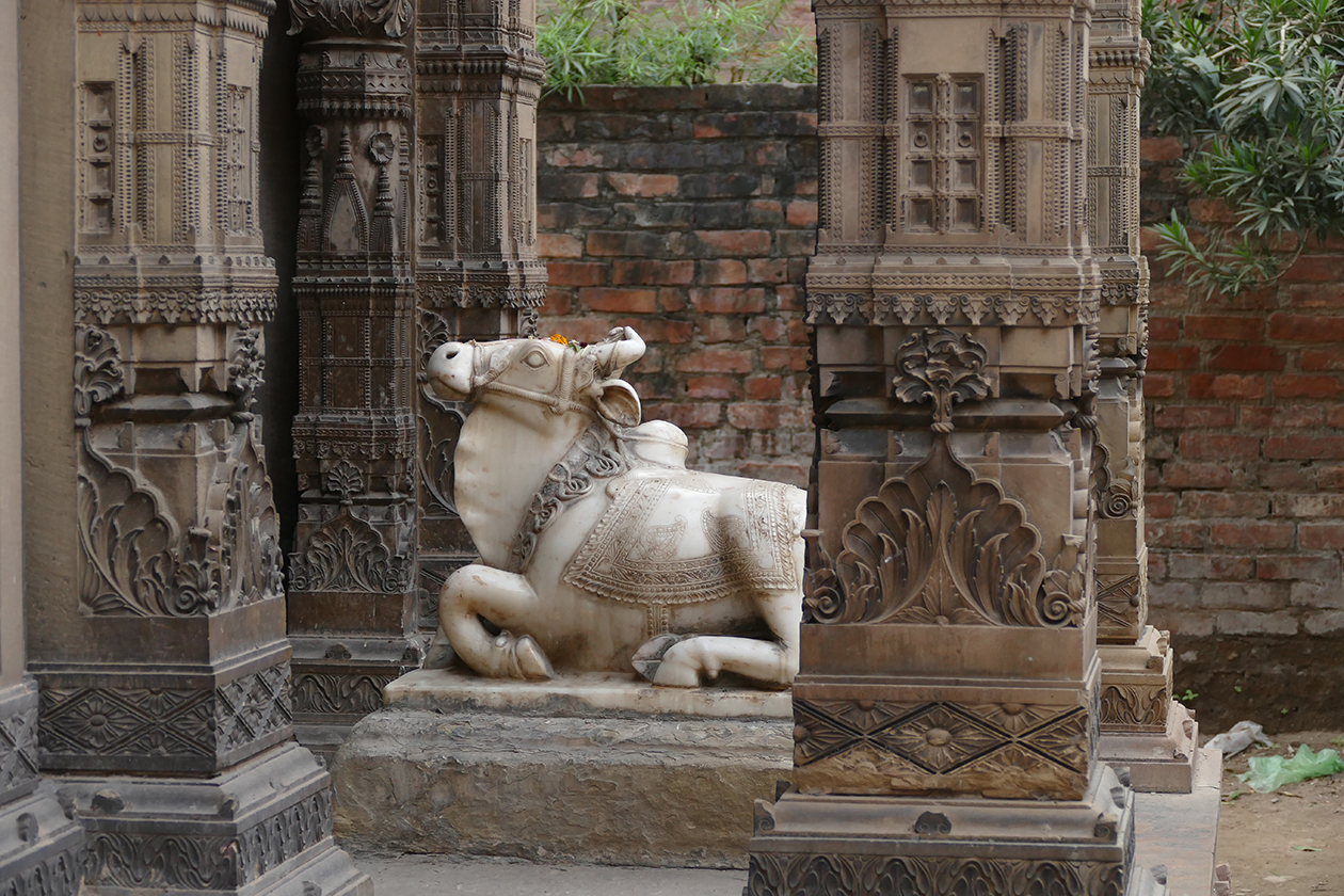 bull copy