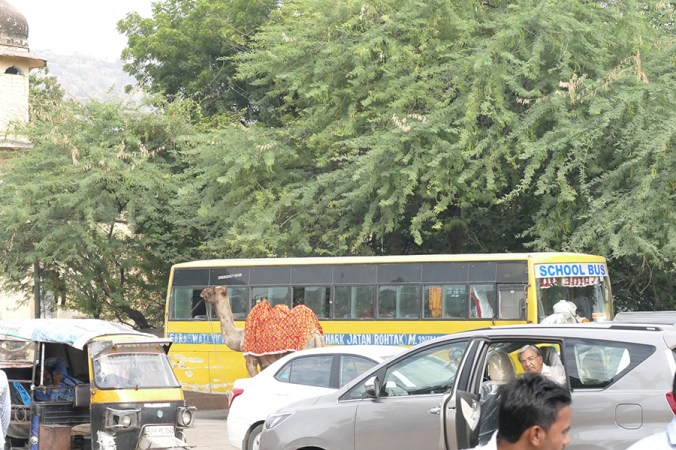camel, school bus, small