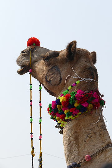 head shot camel small