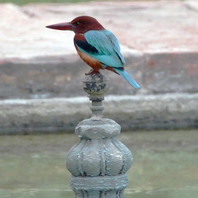 kingfisher 2 copy