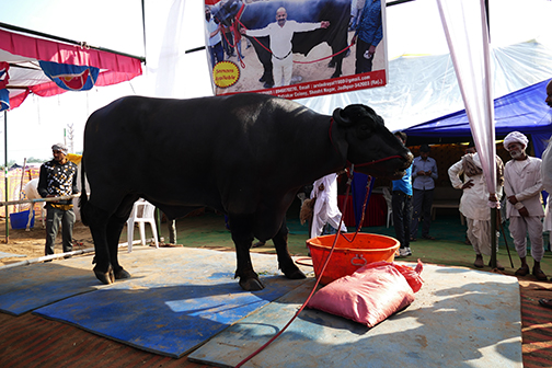 prize bull copy small